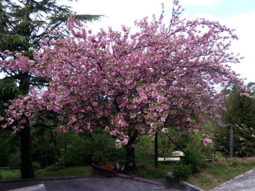 Quinta Das Leiras Santo Tirso Kültér fotó