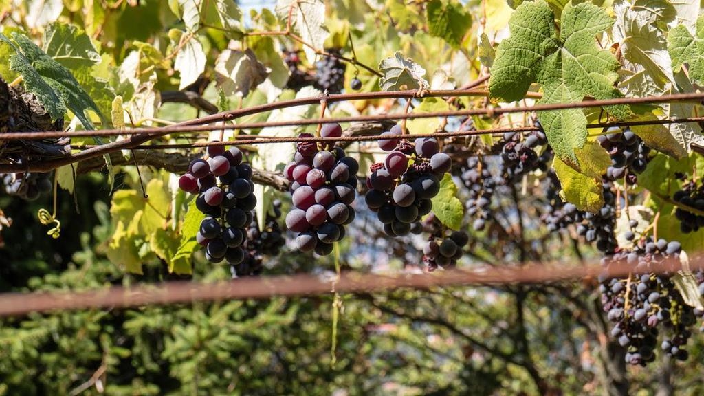 Quinta Das Leiras Santo Tirso Kültér fotó